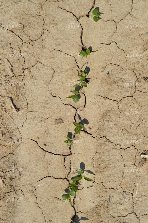 Early Growth Soybeans 206018