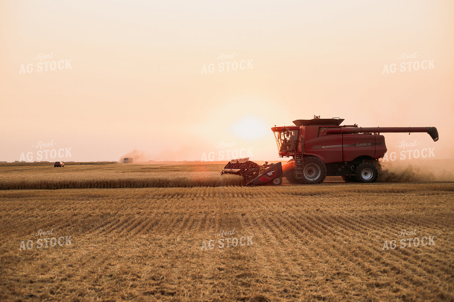 Wheat Harvest 204018