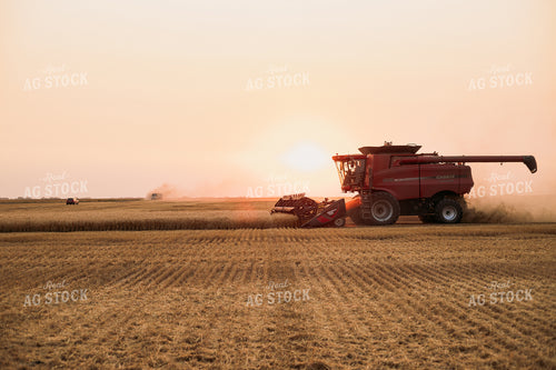 Wheat Harvest 204018