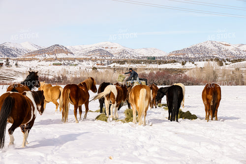 Rancher Feeding Horses 163046