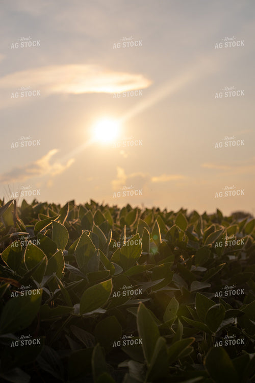 Midseason Soybean Field 279009