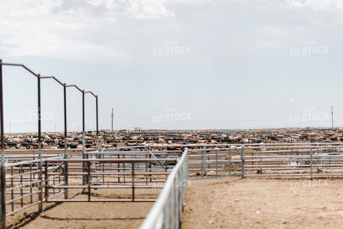 Feedyard 301045