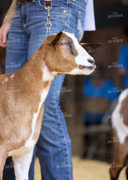 Showing Goats 160104