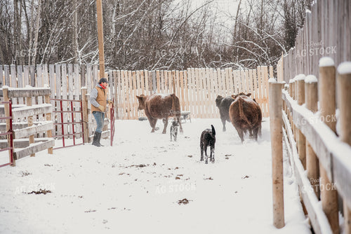 Working Cattle with Dog in Winter 64013