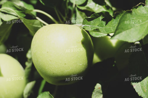 Apples in Tree 252002