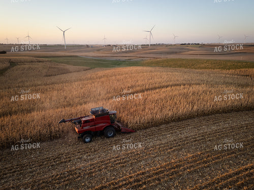 Corn Harvest 67969