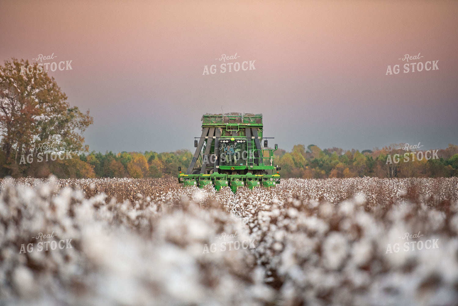 Cotton Harvest 136169