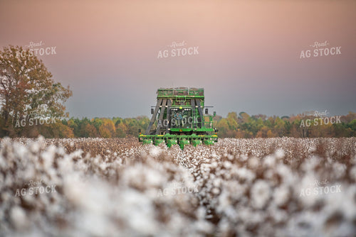Cotton Harvest 136169