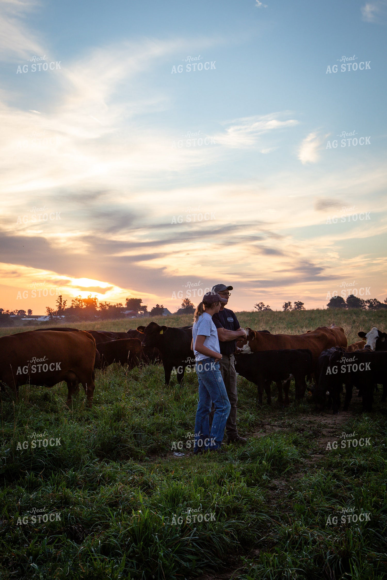 Father and Daughter Cattle Producers Checking Herd 268371
