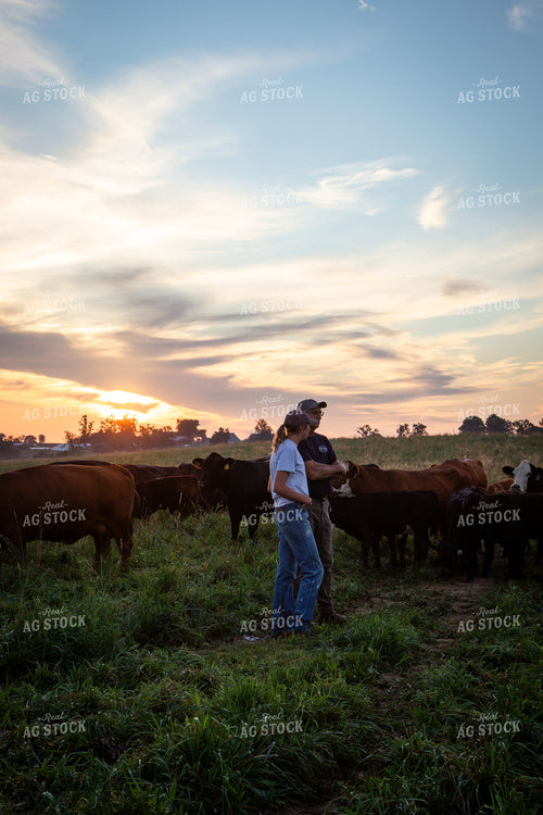 Father and Daughter Cattle Producers Checking Herd 268371
