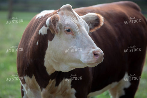 Hereford Cow 90018