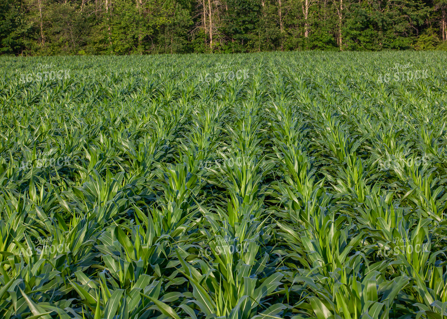 Corn Field 132039