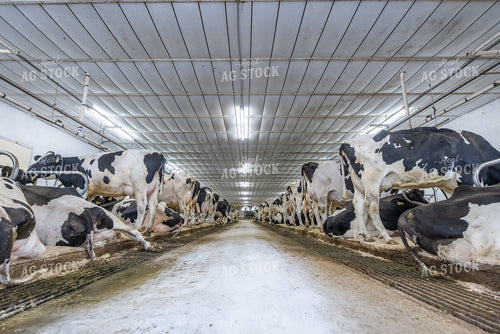 Holstein Cattle in Sand Beds 270418