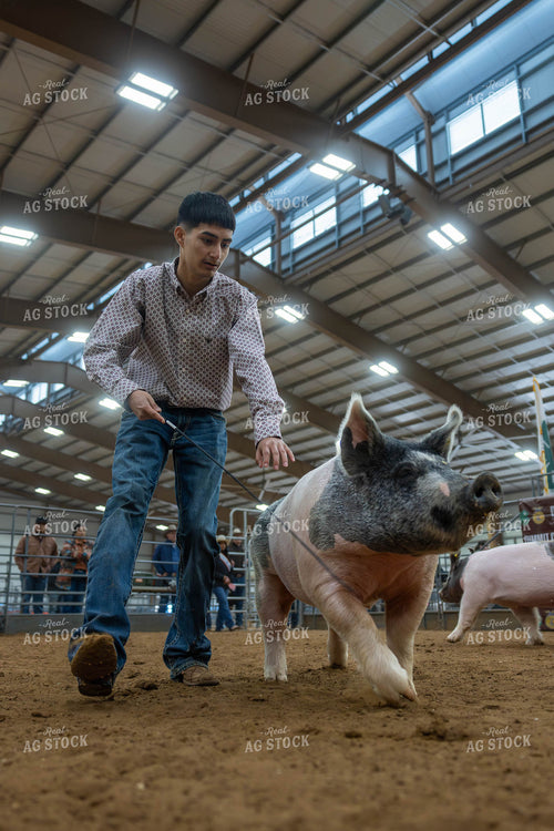 Showing Pigs 98065