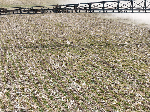 Spraying Early Season Wheat 239187