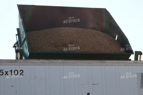 Harvested Peanuts 102202