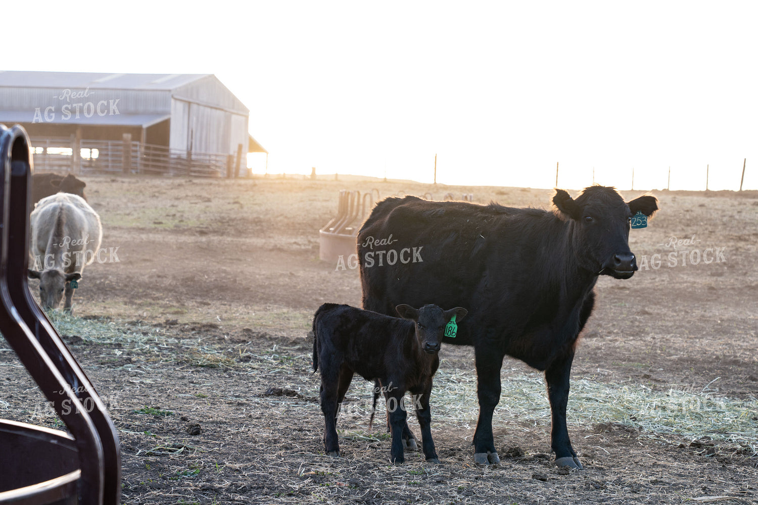 Calf and Cow on a Scenic Ranch at Sunrise 65388