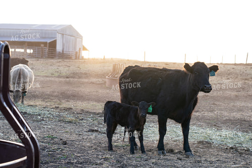 Calf and Cow on a Scenic Ranch at Sunrise 65388