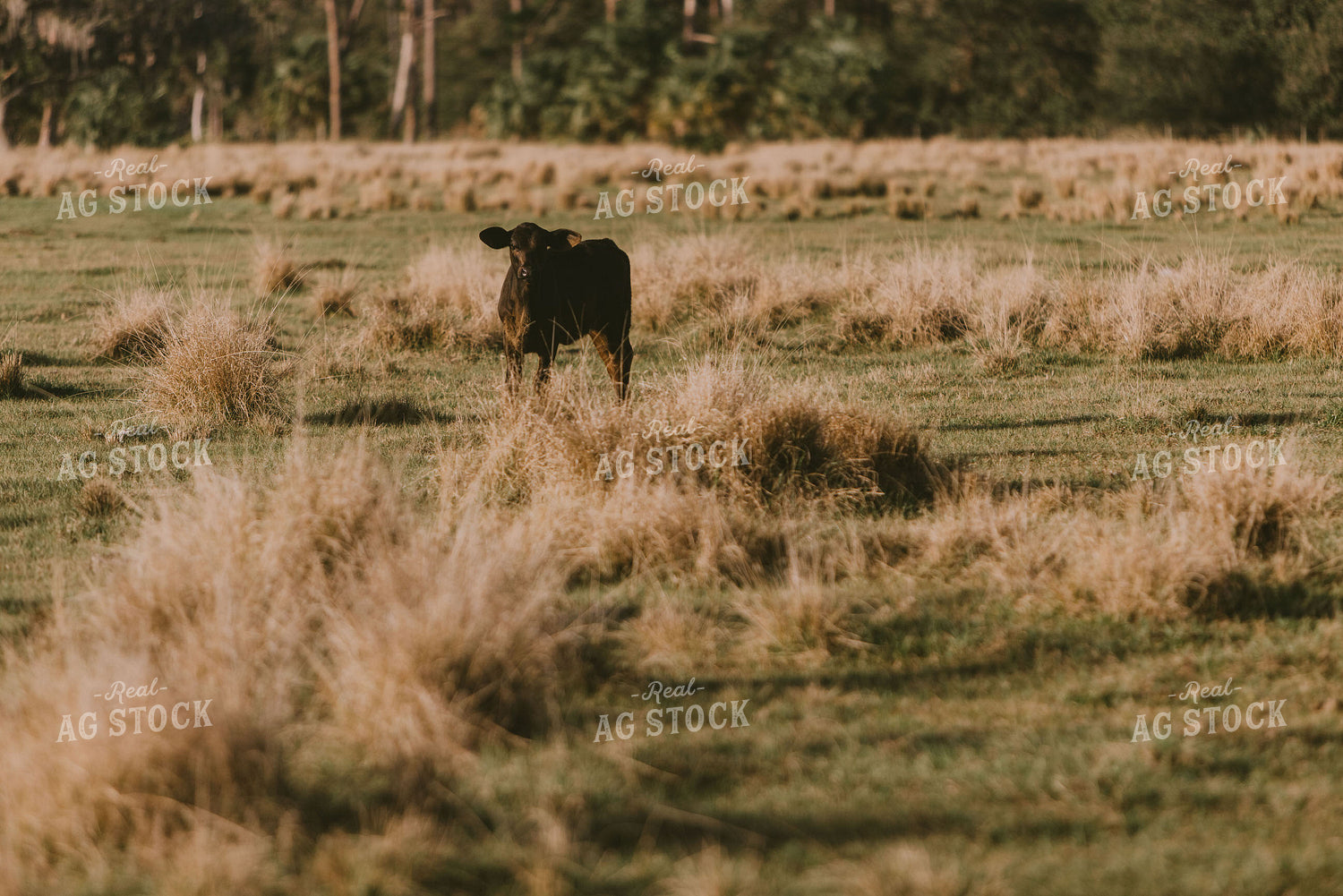 Florida Ranch 7297