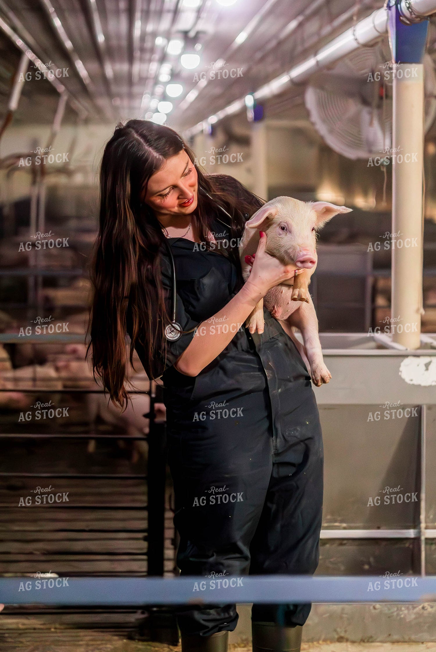 Female Veterinarian Checking Weaned Pigs 289084