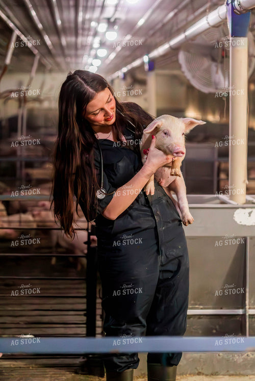 Female Veterinarian Checking Weaned Pigs 289084