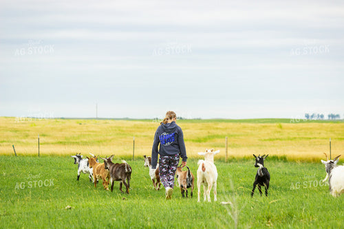 Farm Kid with Goats 155242