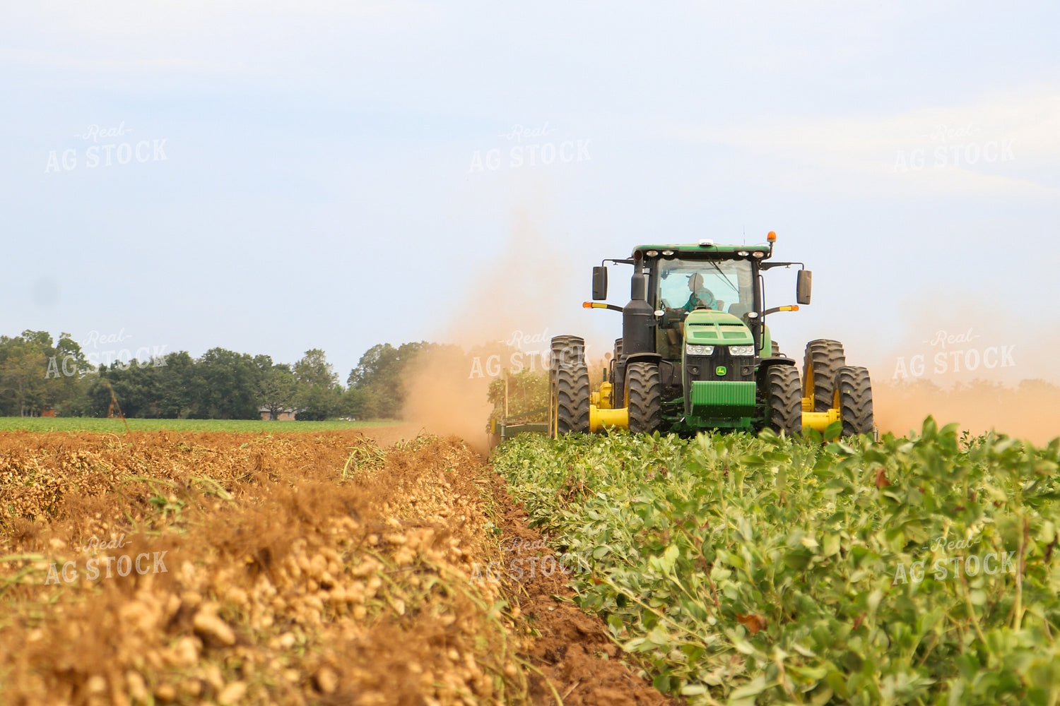Peanut Harvest 256020