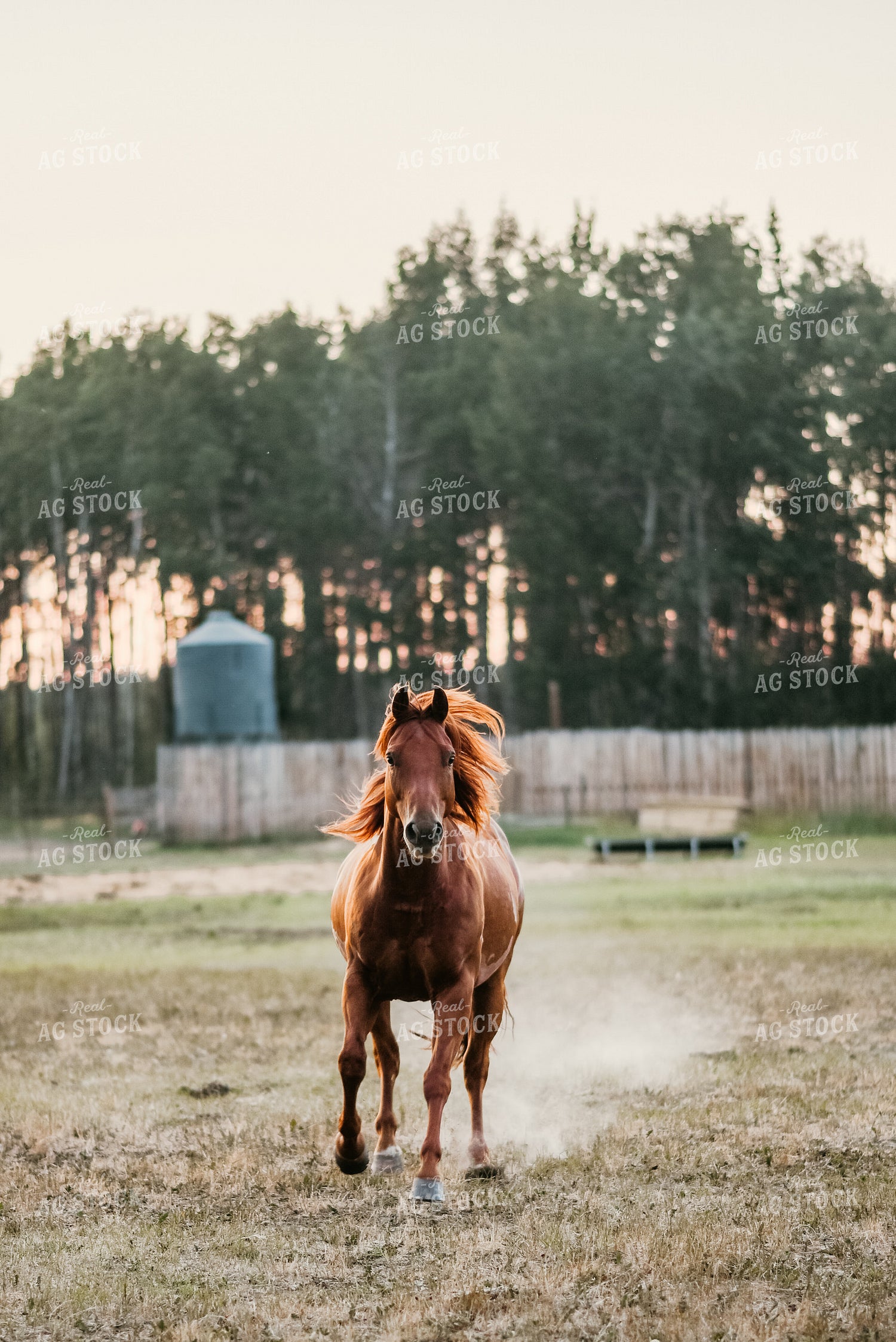 Horse Kicking Up Dust 64028