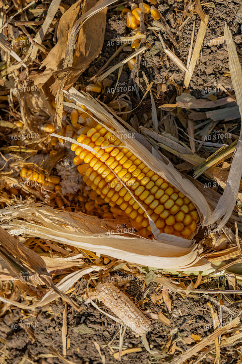 Corn Harvest 291088