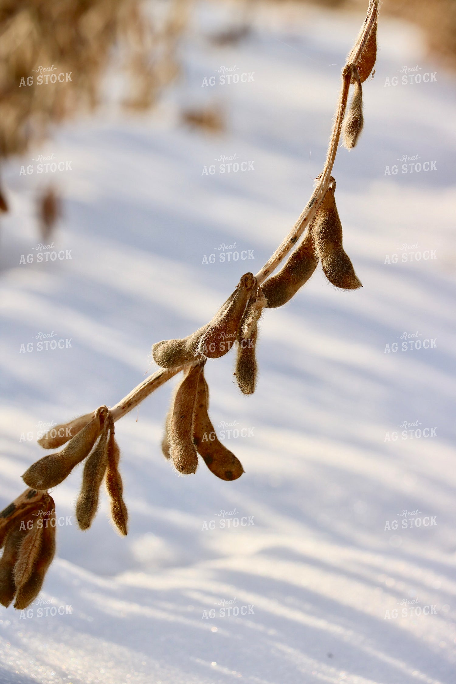Dried Soybean Field in Snow 299292