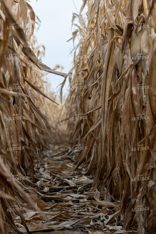 Dried Corn 50446