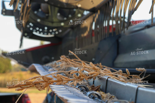 Combine Head During Soybean Harvest 109129