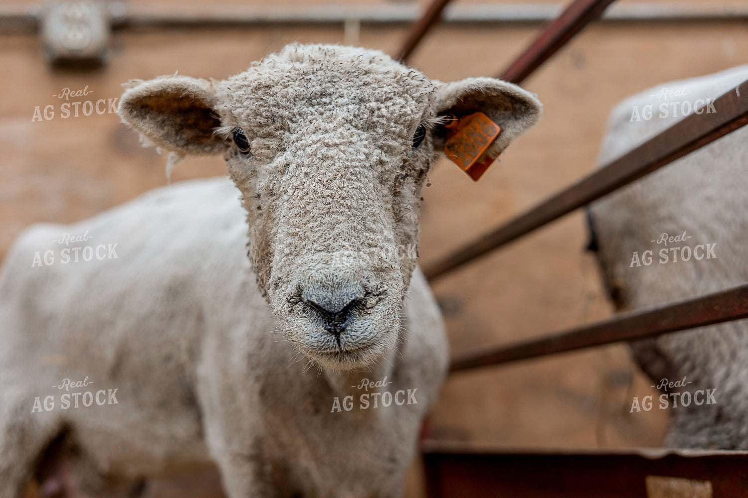 Sheep Close Up 93370