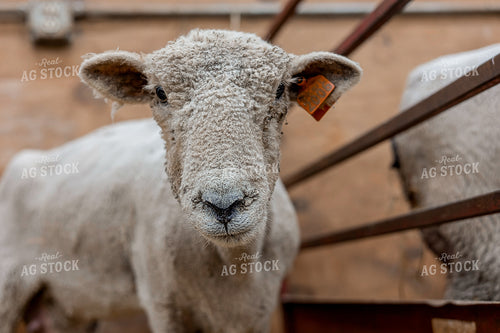 Sheep Close Up 93370