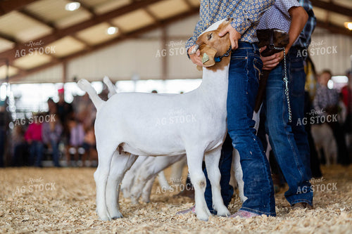 Goat Show in Barn Arena 97186