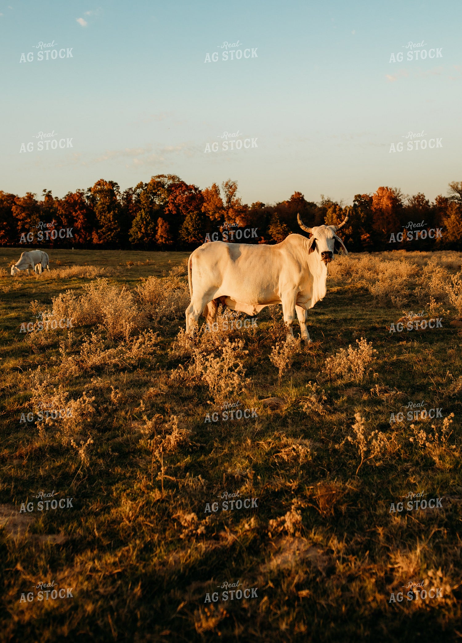 Brahman Cattle 203001