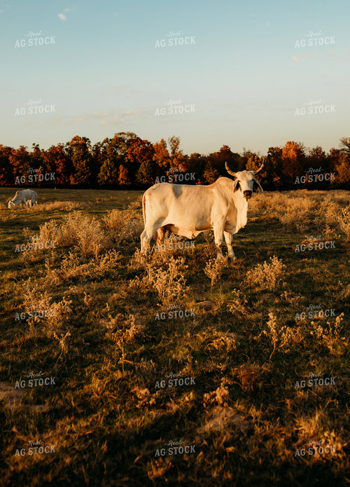 Brahman Cattle 203001