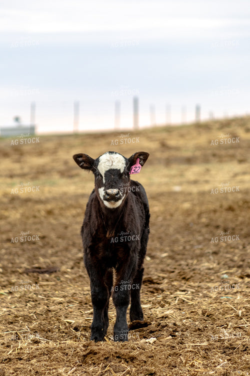 Black Baldy Calf 155681