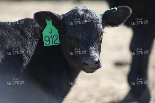 Angus Calf 117241