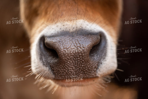 Cow Nose Close Up 76038