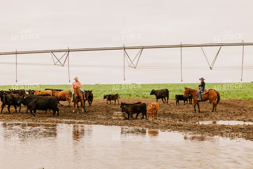 Ranchers Checking Cattle on Horseback 207016