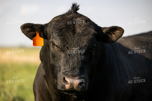 Angus Bull 72178