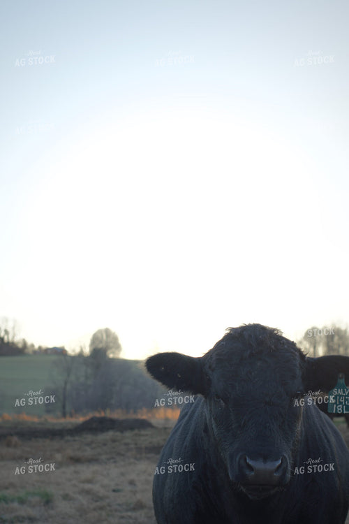 Black Angus Cattle 251113