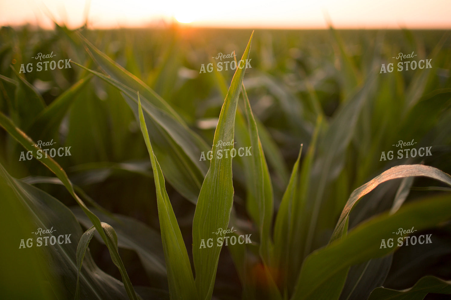 Corn - Mid-Season 1201