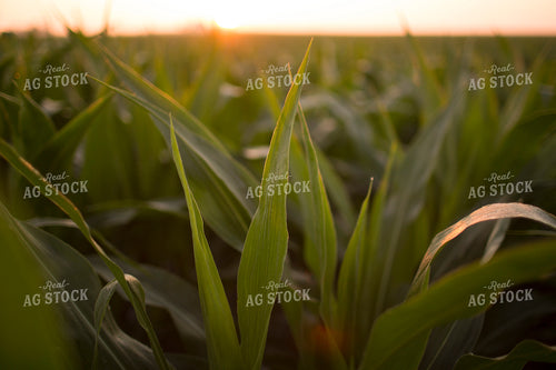 Corn - Mid-Season 1201