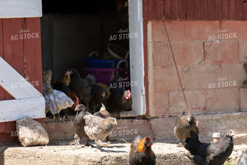 Free-Range Chickens and Rooster Outside a Red Barn Doorway 405028