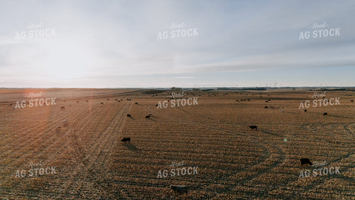 Cattle Grazing in Cornfield 77301