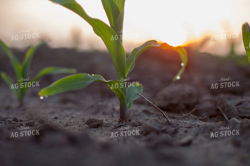 Corn - Early Growth 1196