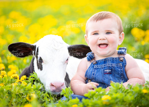 Farm Kid with Holstein Calf 55226