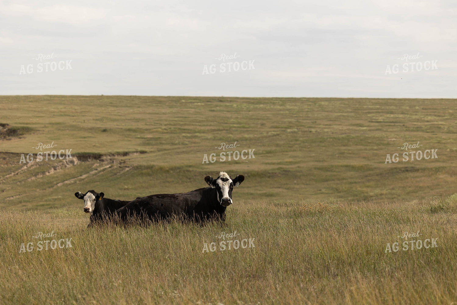 Black Baldy Cattle on Pasture 303021